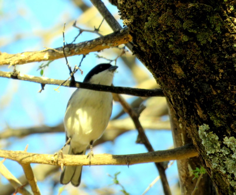 Black-capped Warbling Finch - ML66772211