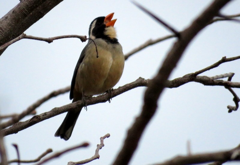 Saltator à bec orange - ML66772381