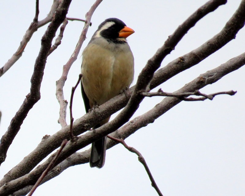 Golden-billed Saltator - ML66772391