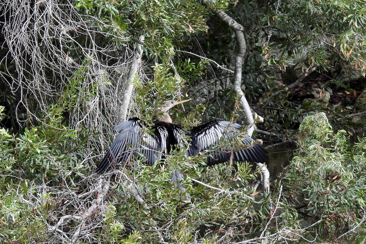 eBird Checklist - 27 Oct 2026 - Wilkerson Creek Park - 21 species