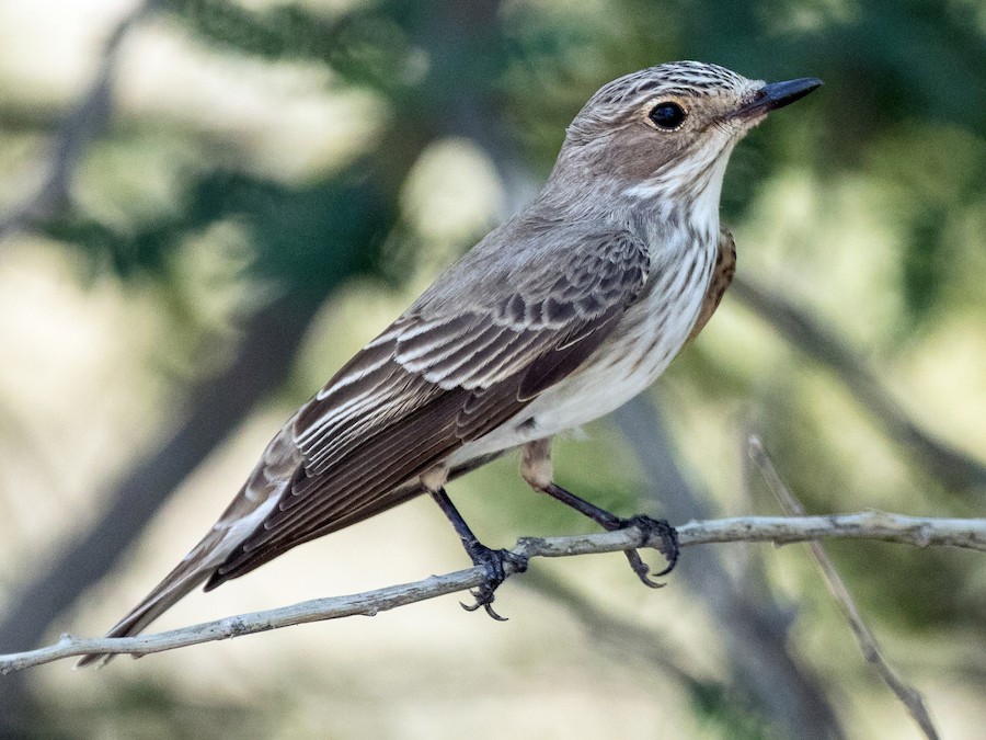 Spotted Flycatcher - eBird