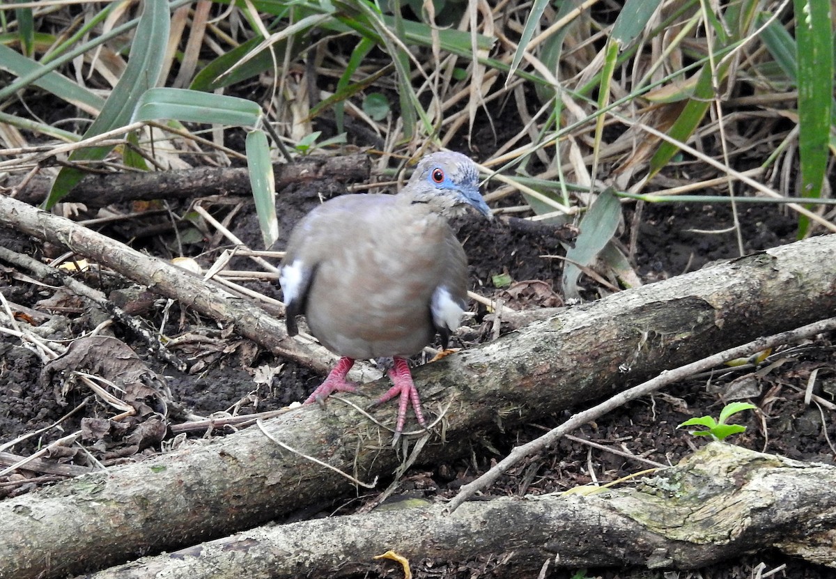 White-winged Dove - Romel Romero