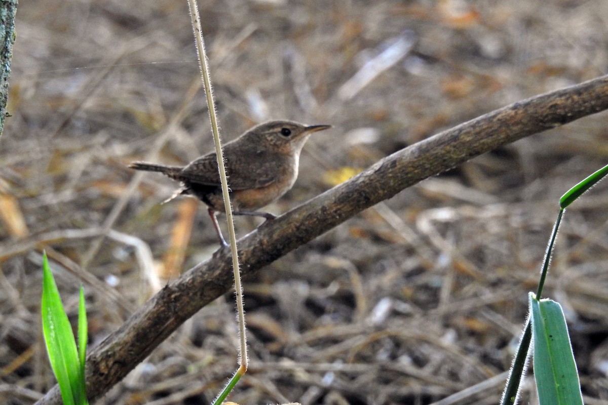 House Wren - ML66773221