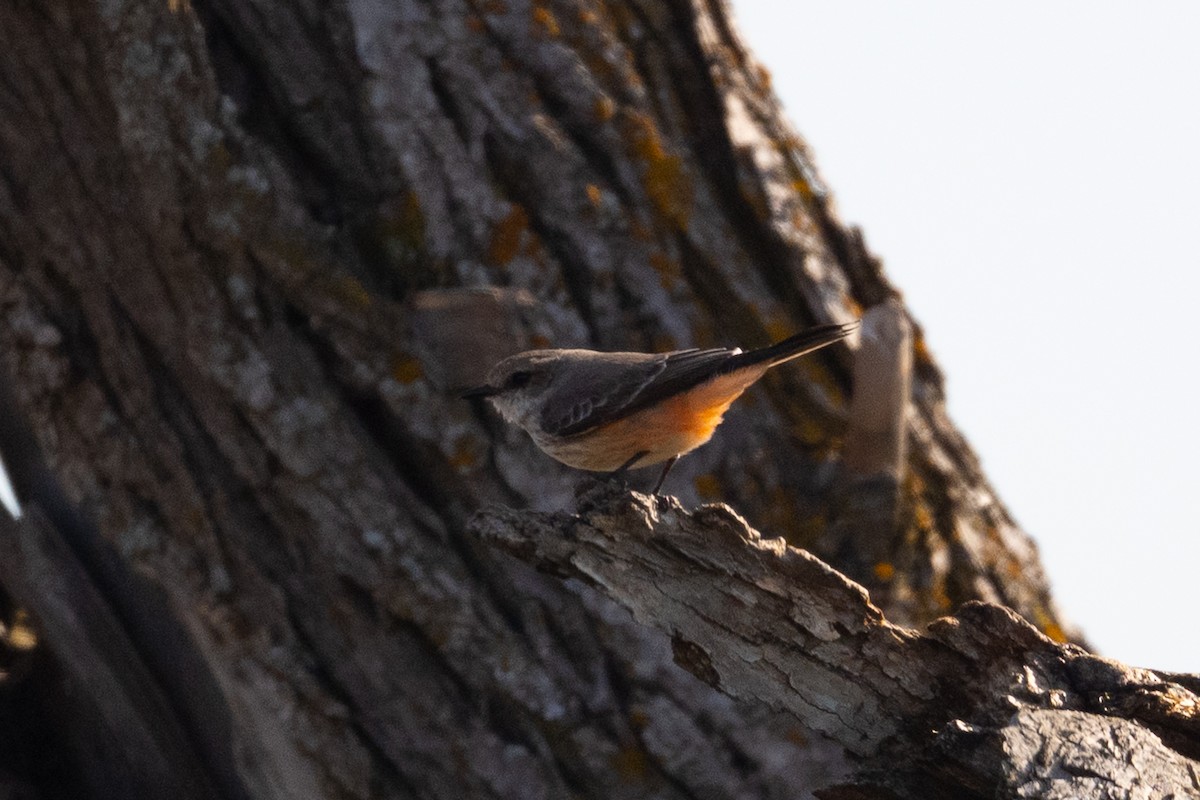 eBird Checklist - 26 Oct 2026 - Kettle Grove Forest Preserve - 4 species