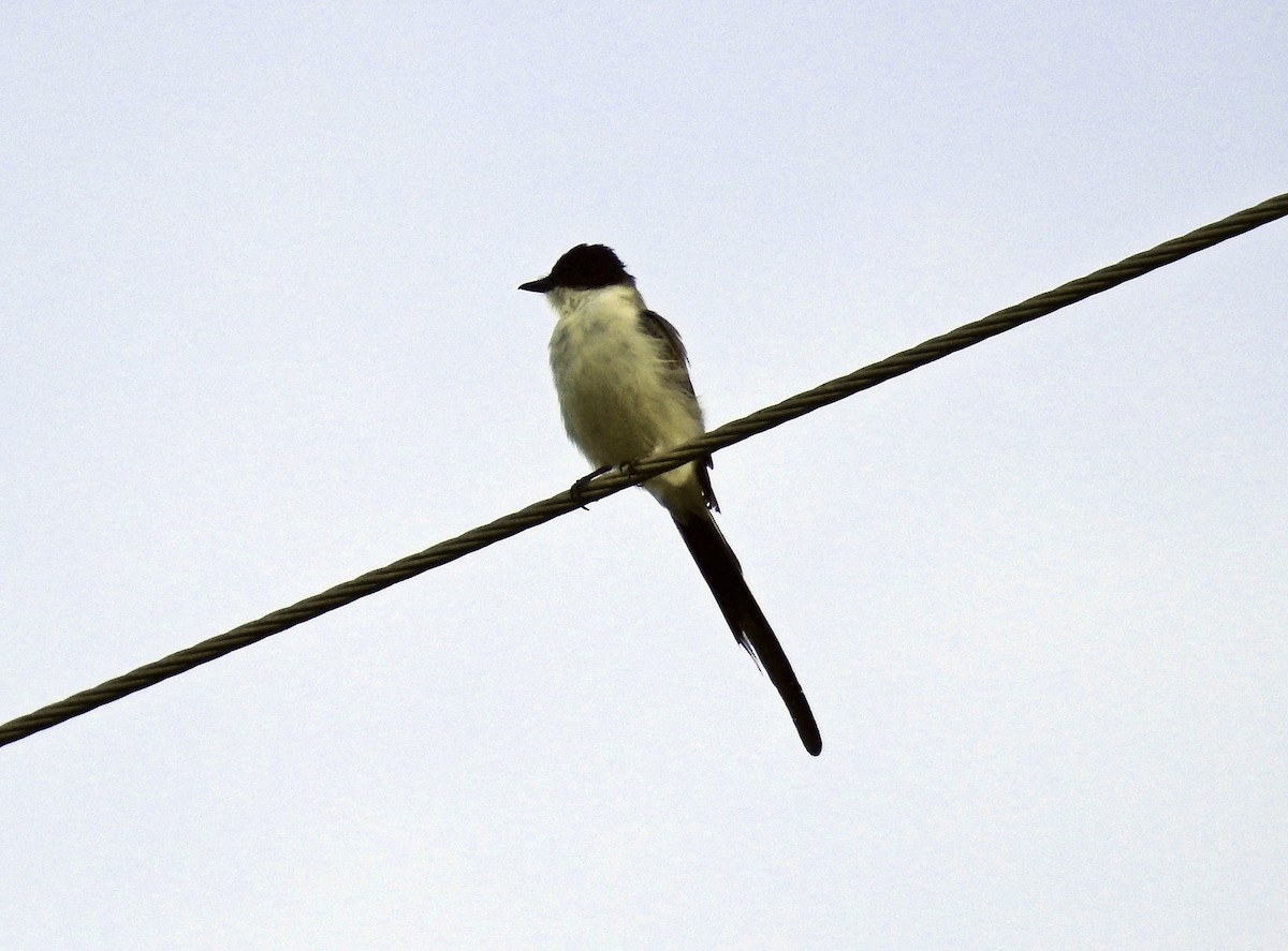 Fork-tailed Flycatcher - Romel Romero