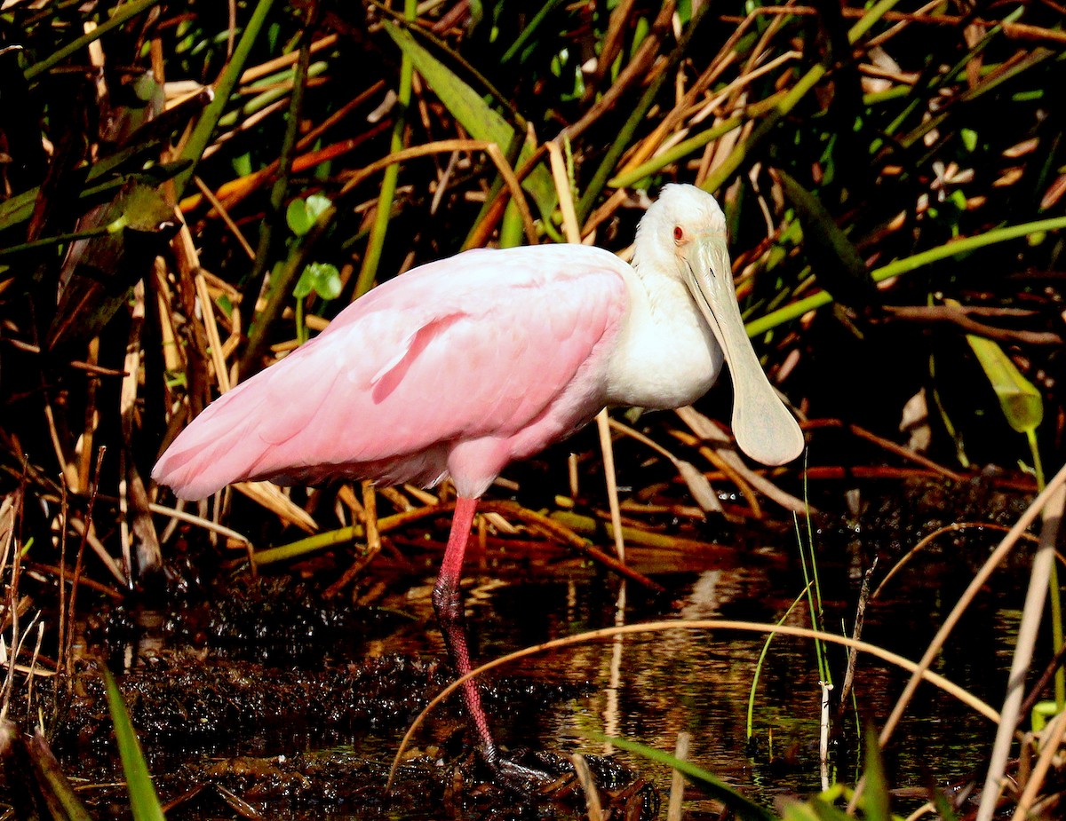 eBird Checklist - 27 Oct 2026 - Green Cay Wetlands & Nature Center - 32 ...