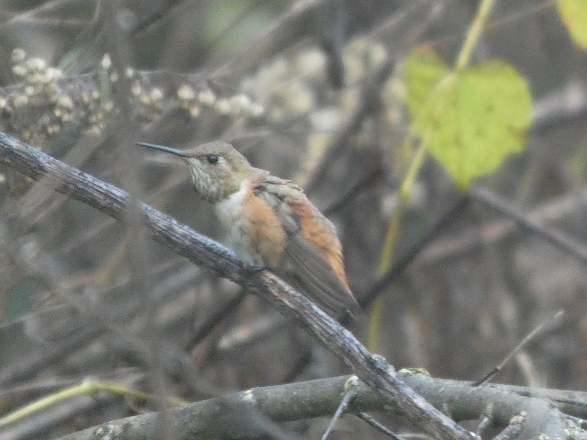 eBird Checklist - 27 Oct 2026 - Standifer Gap Marsh - 34 species