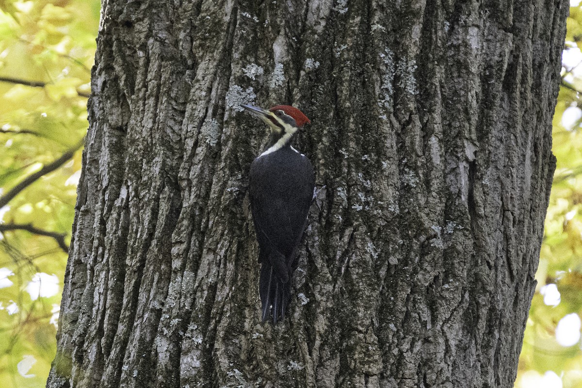 eBird Checklist - 27 Oct 2026 - Tyler Arboretum - 21 species