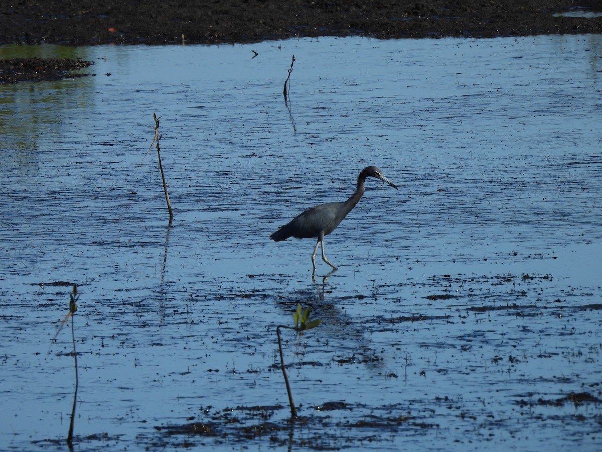 eBird Checklist - 27 Oct 2026 - Bayou Drive - 5 species