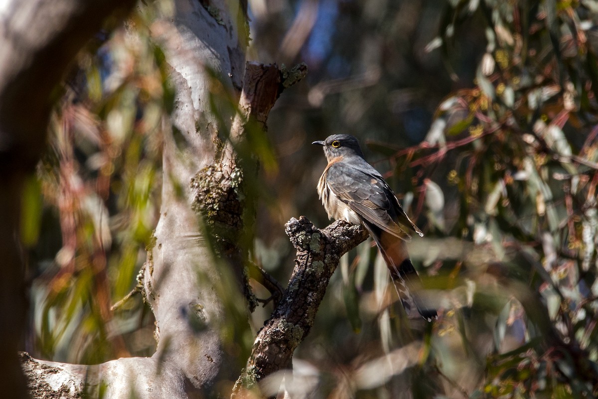 Fan-tailed Cuckoo - ML66775211