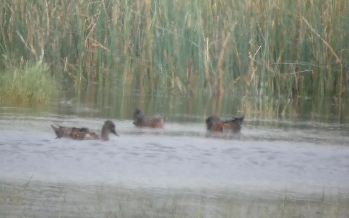 American Wigeon - ML66775241