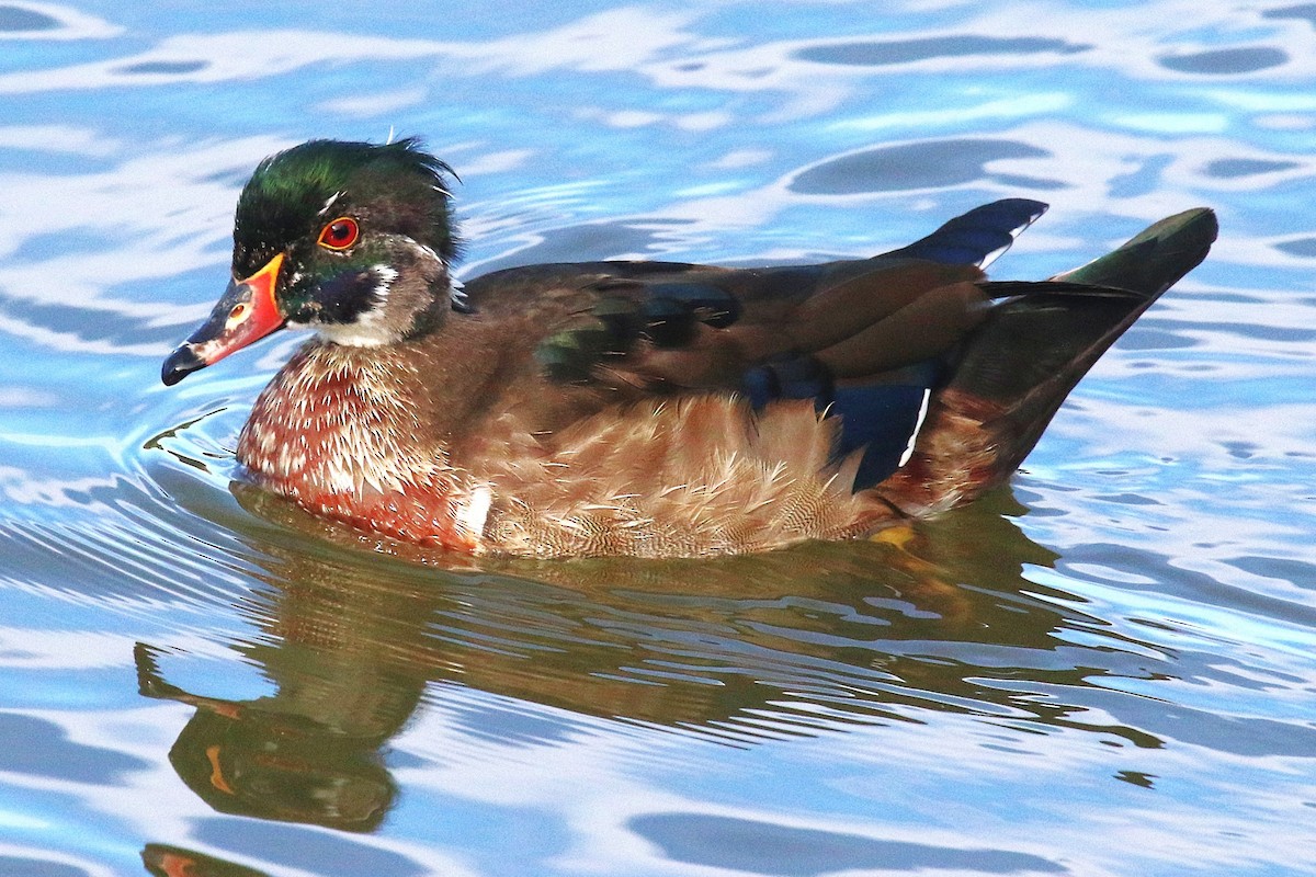 eBird Checklist - 27 Oct 2026 - Ft. Collins City Park and Sheldon Lake ...