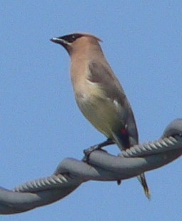 Cedar Waxwing - ML66776801