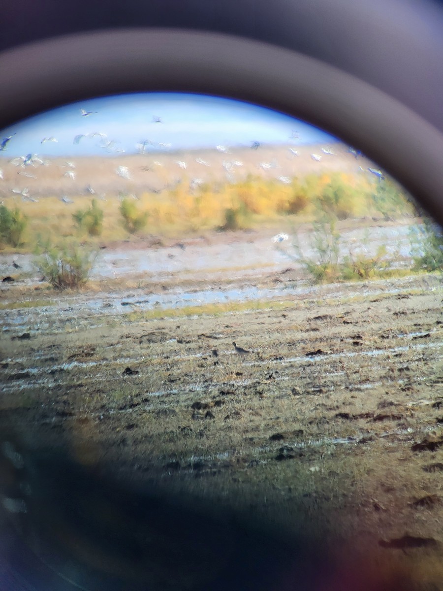 eBird Checklist - 25 Oct 2026 - Carson Lake - 19 species (+2 other taxa)