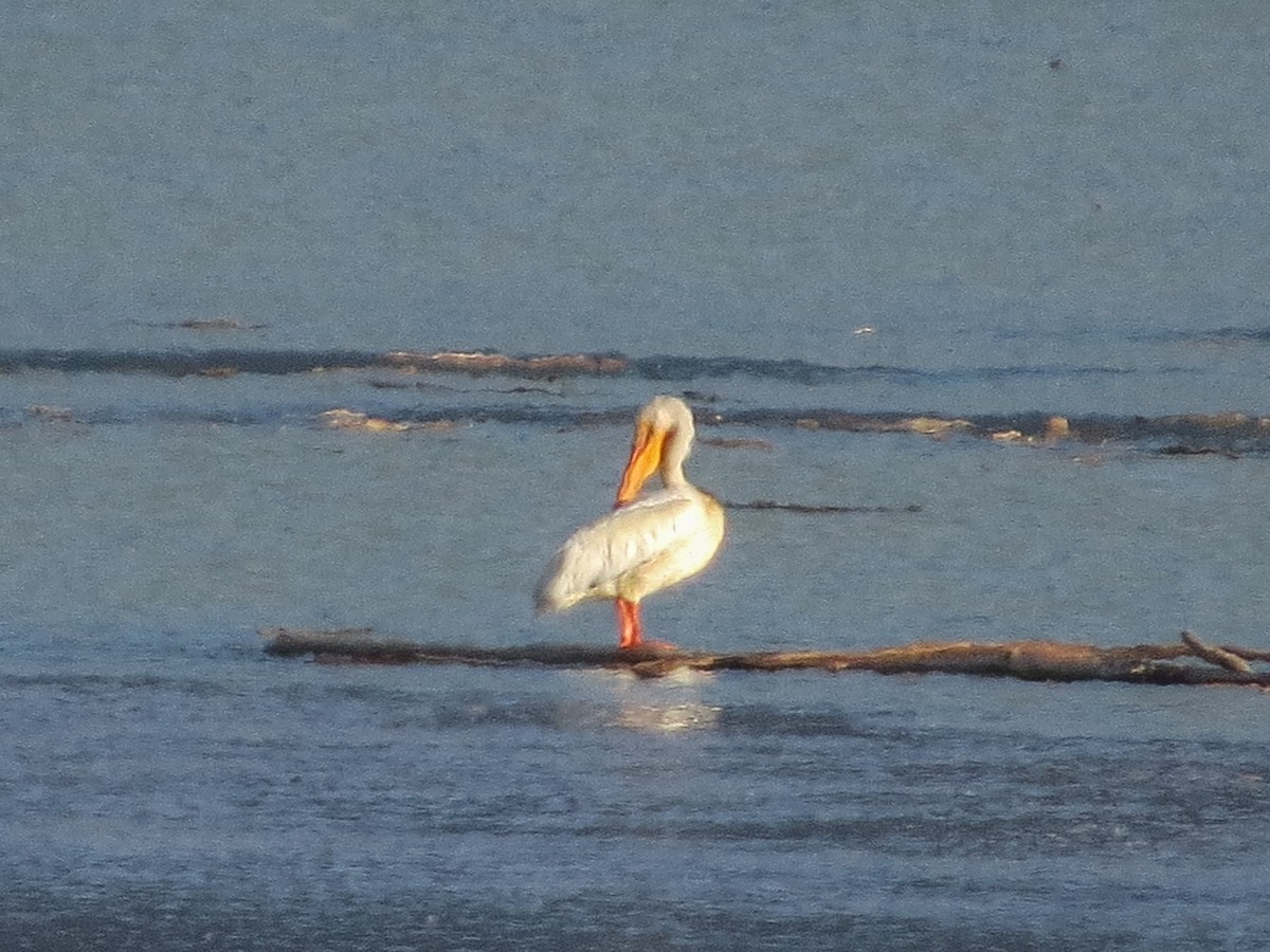 American White Pelican - ML66777331