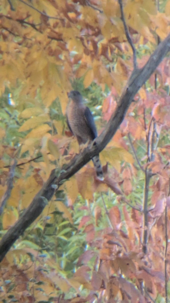 eBird Checklist - 28 Oct 2026 - Sheldon Marsh State Nature Preserve ...