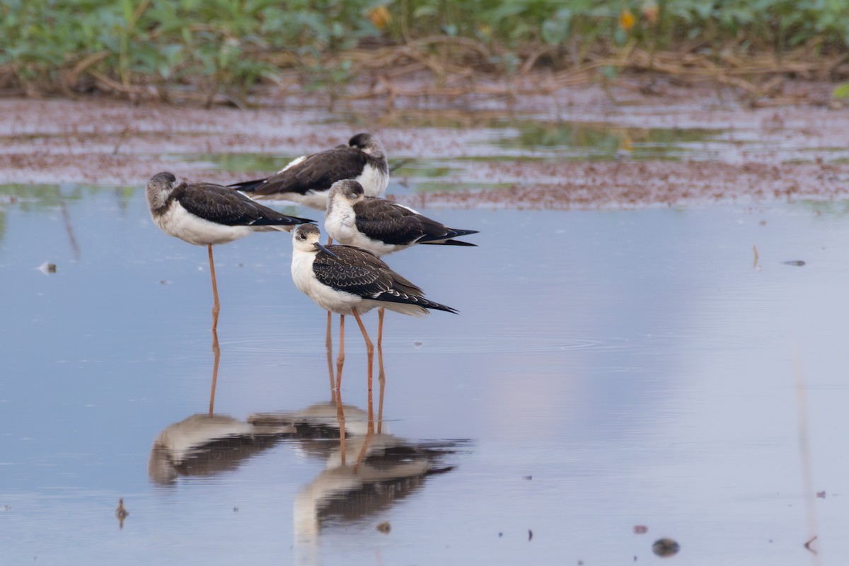 ML667783069 - Black-winged Stilt - Macaulay Library