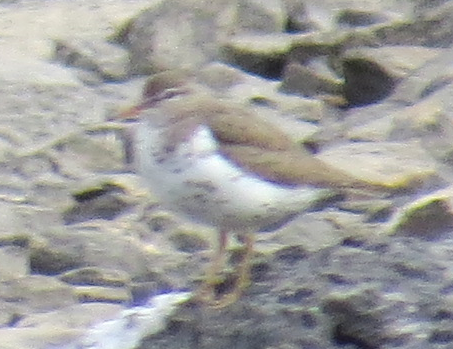 Spotted Sandpiper - ML66778821