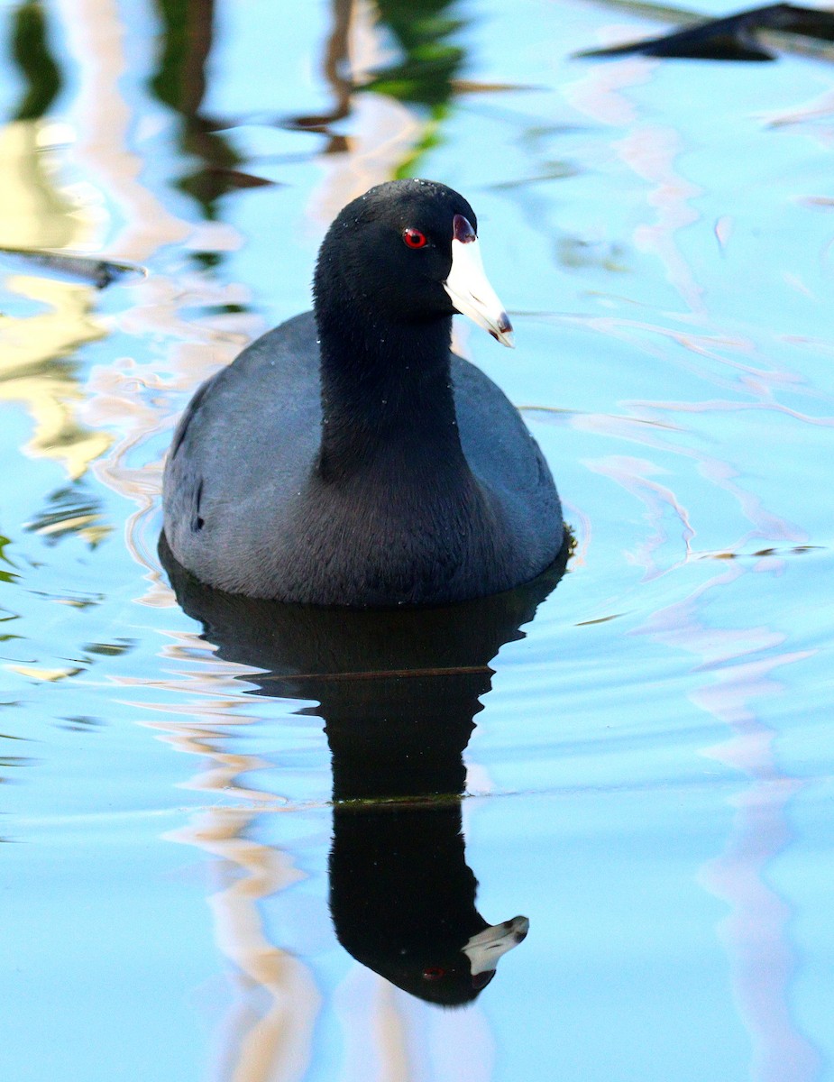 eBird Checklist - 28 Oct 2026 - Green Cay Wetlands & Nature Center - 40 ...