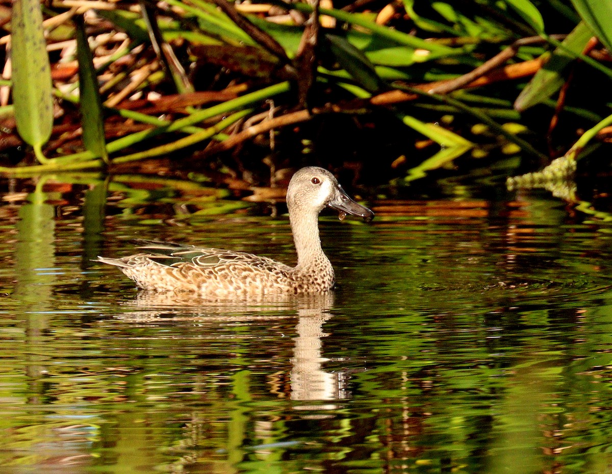eBird Checklist - 28 Oct 2026 - Green Cay Wetlands & Nature Center - 40 ...