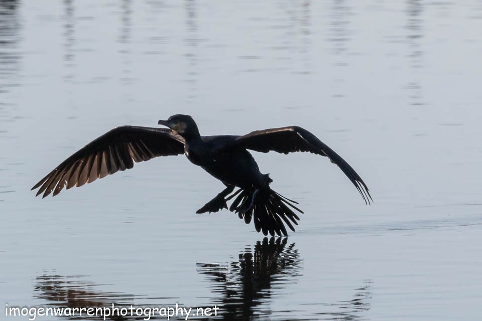 Grand Cormoran (novaehollandiae) - ML66779741