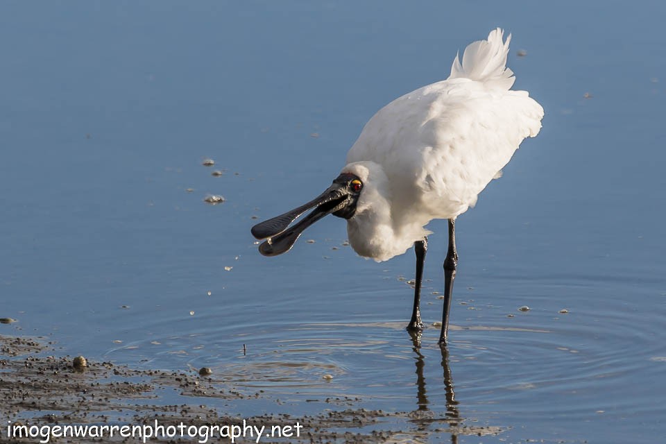 Royal Spoonbill - ML66779761