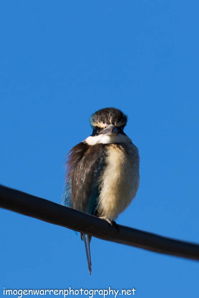 Sacred Kingfisher - Imogen Warren