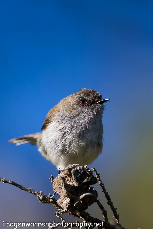 Gray Gerygone - ML66780001