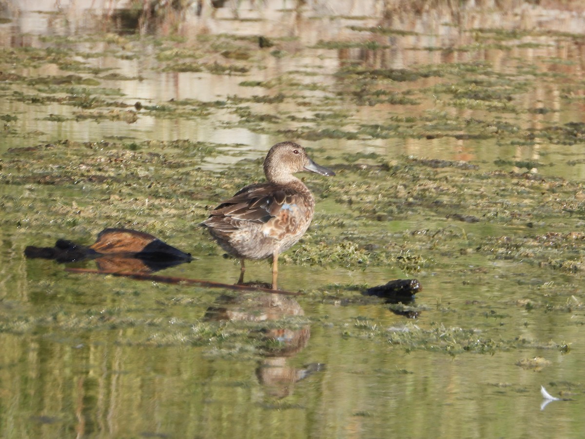 eBird Checklist - 28 Oct 2026 - El Rio Preserve - 32 species (+2 other ...