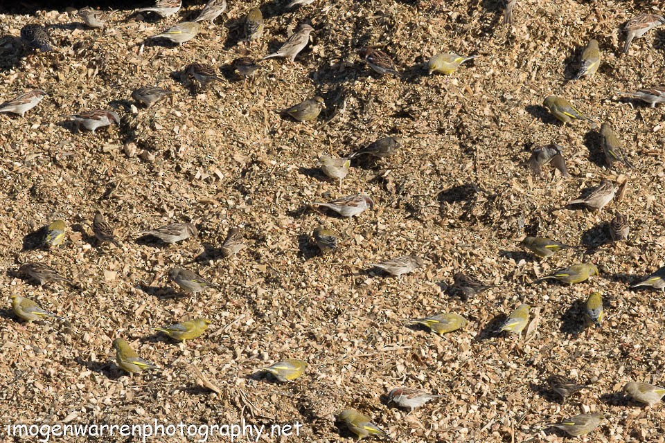 European Greenfinch - ML66780141