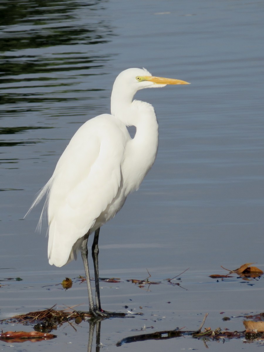 California Bird Atlas Checklist - 28 Oct 2026 - Lake Lindero - 30 species