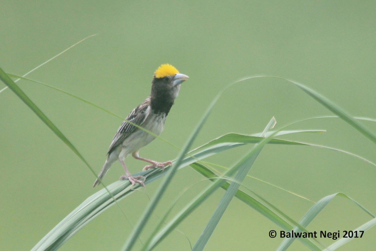 Black-breasted Weaver - Balwant Negi