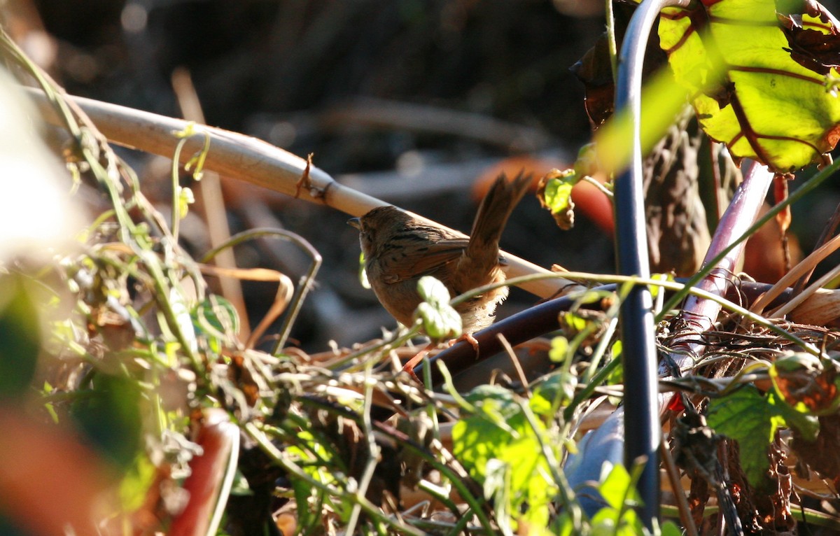 Tawny Grassbird - Anonymous