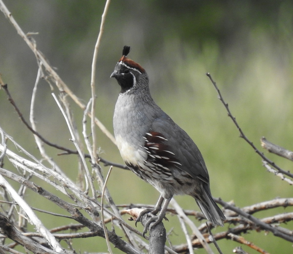 Gambel's Quail - ML66781501