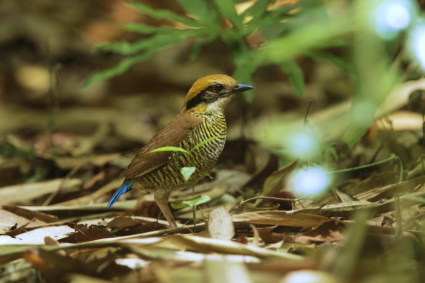 Gurney's Pitta - Chaiyan Kasorndorkbua