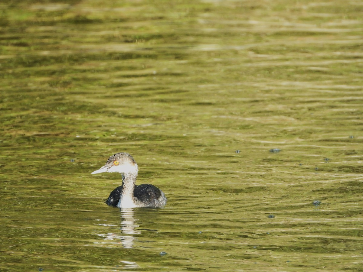 eBird Checklist - 28 Oct 2026 - Polliwog Park - 4 species