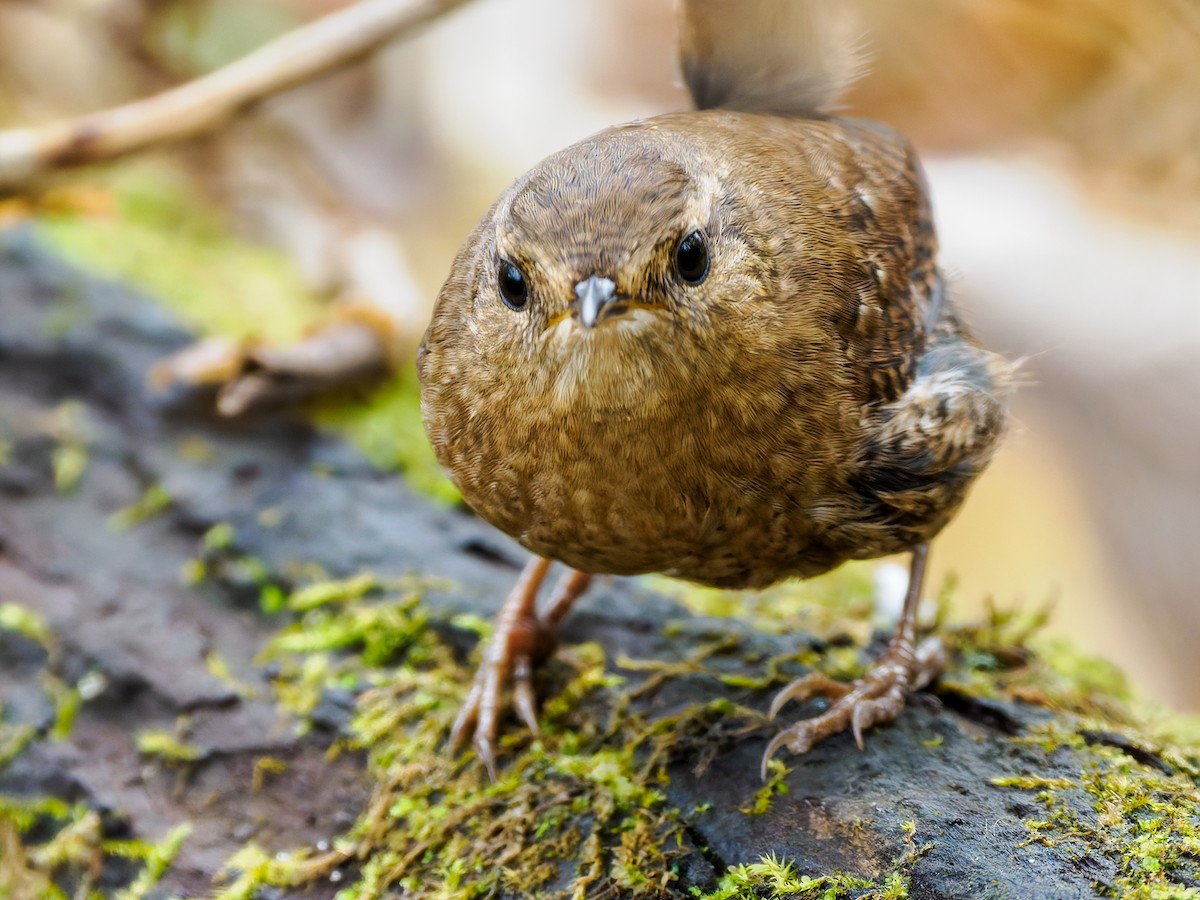 eBird Checklist - 28 Oct 2026 - Maplewood Nature Center - 22 species