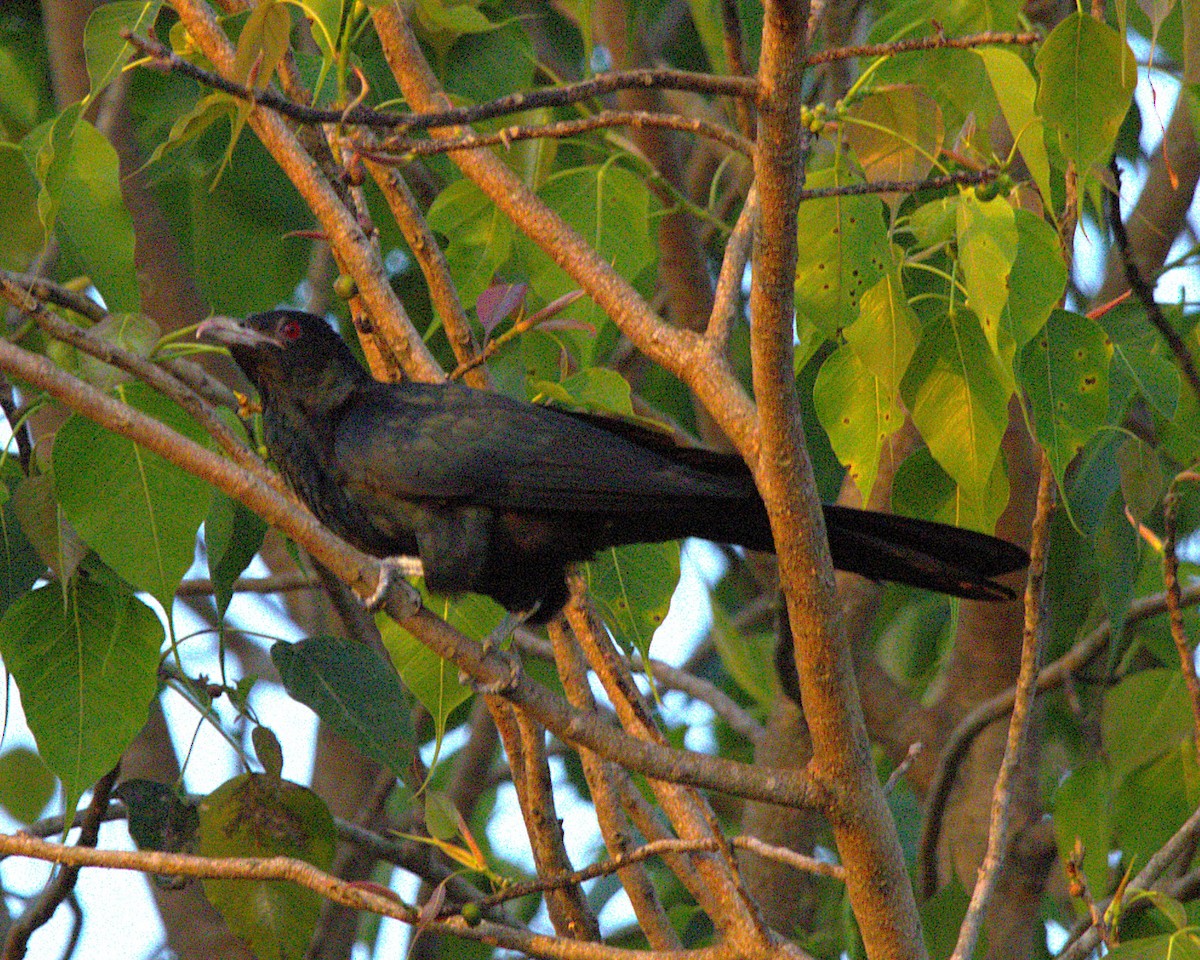 eBird Checklist - 28 Oct 2026 - Mysore City Bird Atlas 30A, Lingambudhi ...