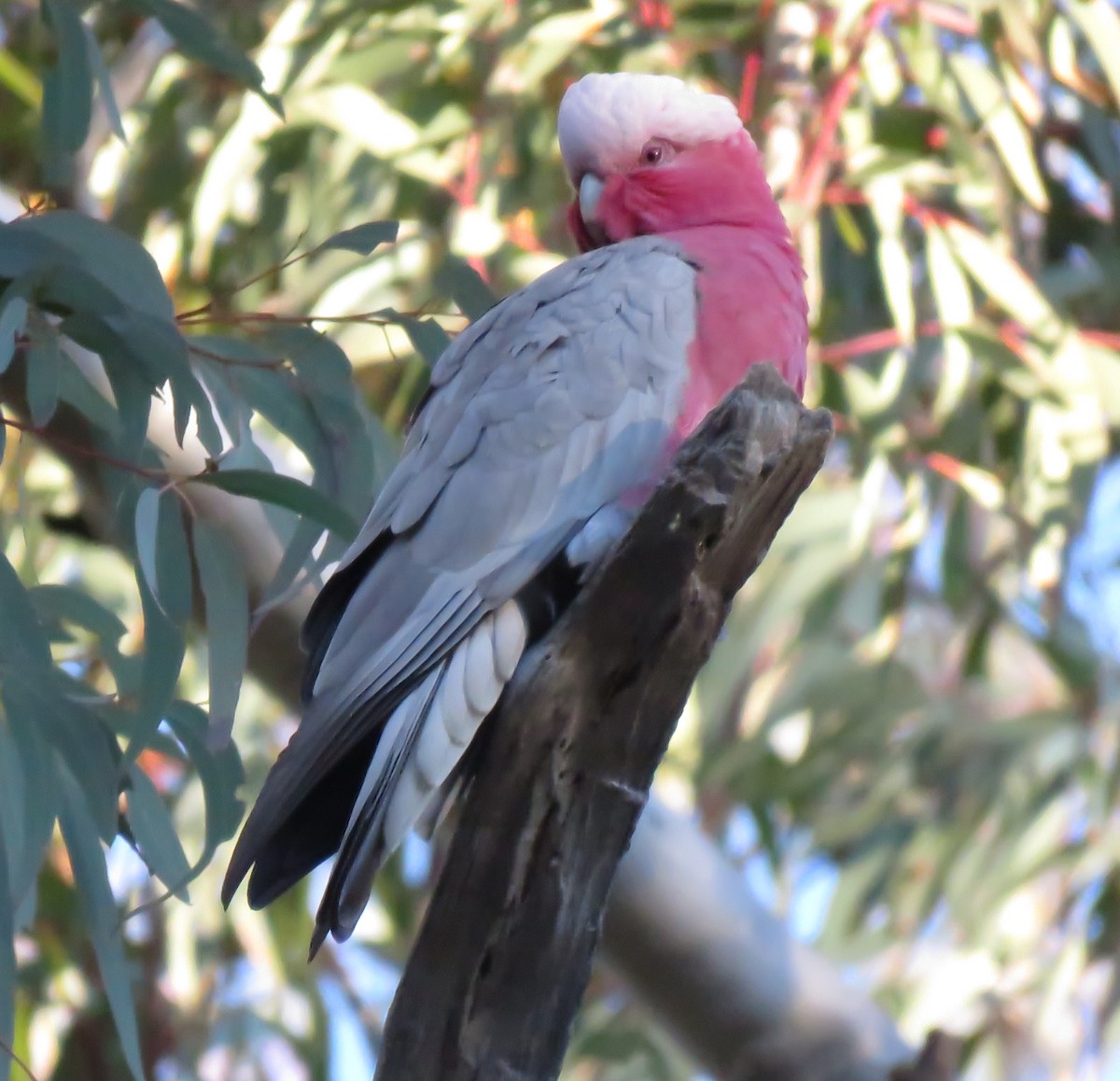 Galah - Alison Turner