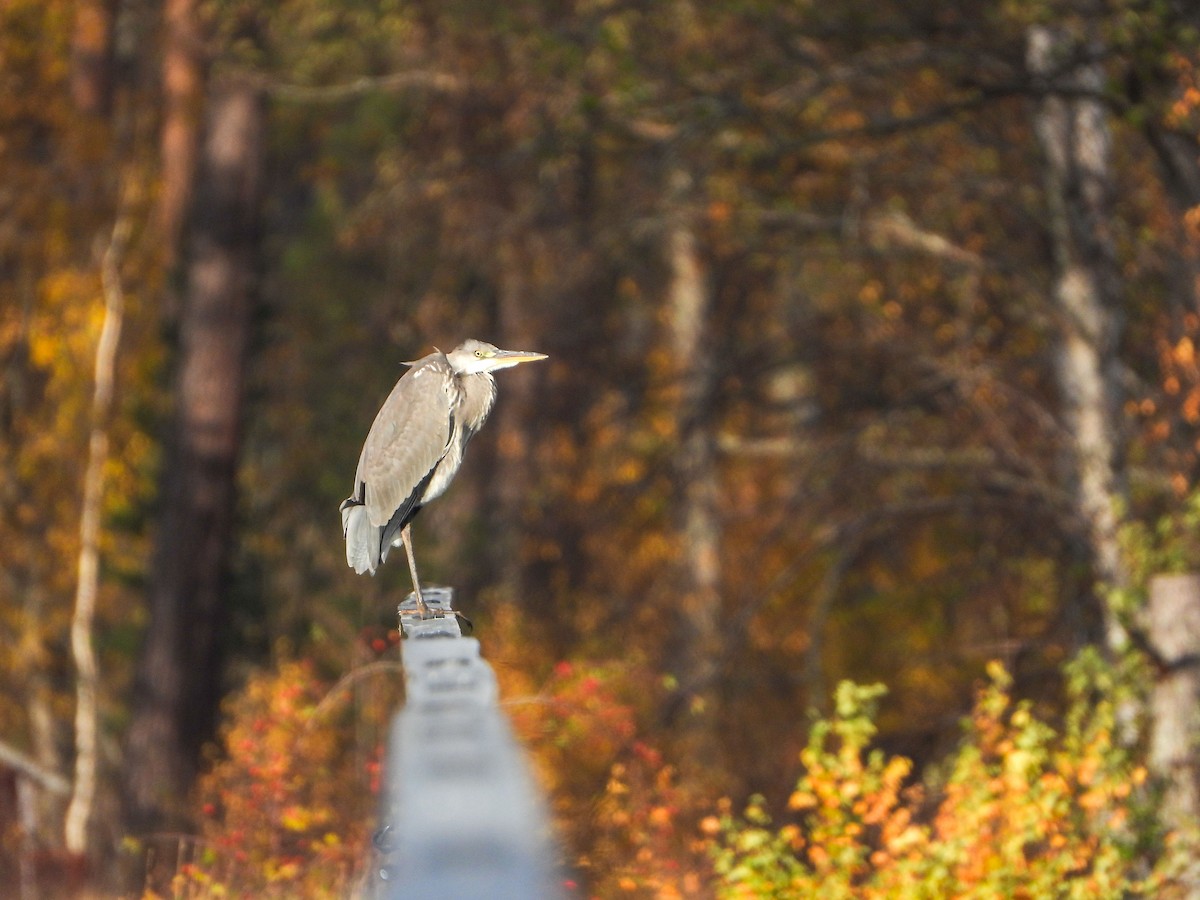 eBird Checklist - 28 Oct 2026 - Ässön - 22 species
