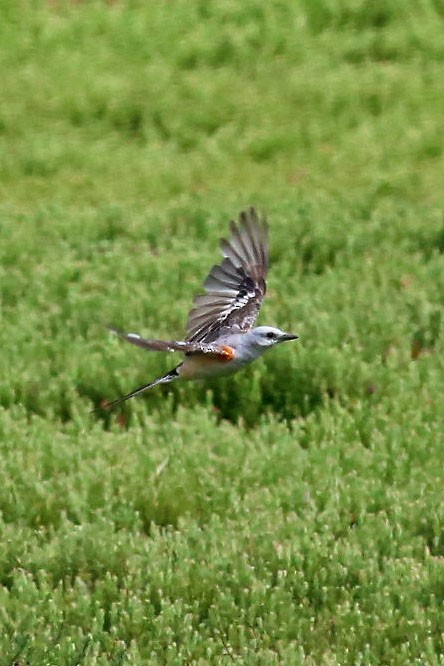 Scissor-tailed Flycatcher - ML66784921