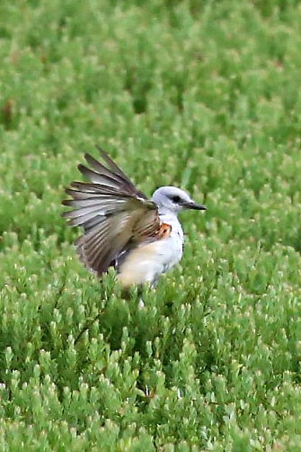 Scissor-tailed Flycatcher - ML66784941