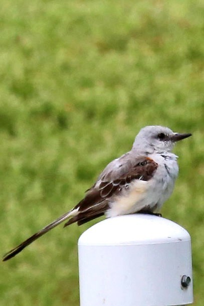 Scissor-tailed Flycatcher - William Keim