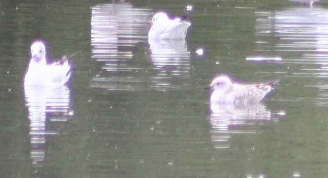 Mediterranean Gull - ML66785161