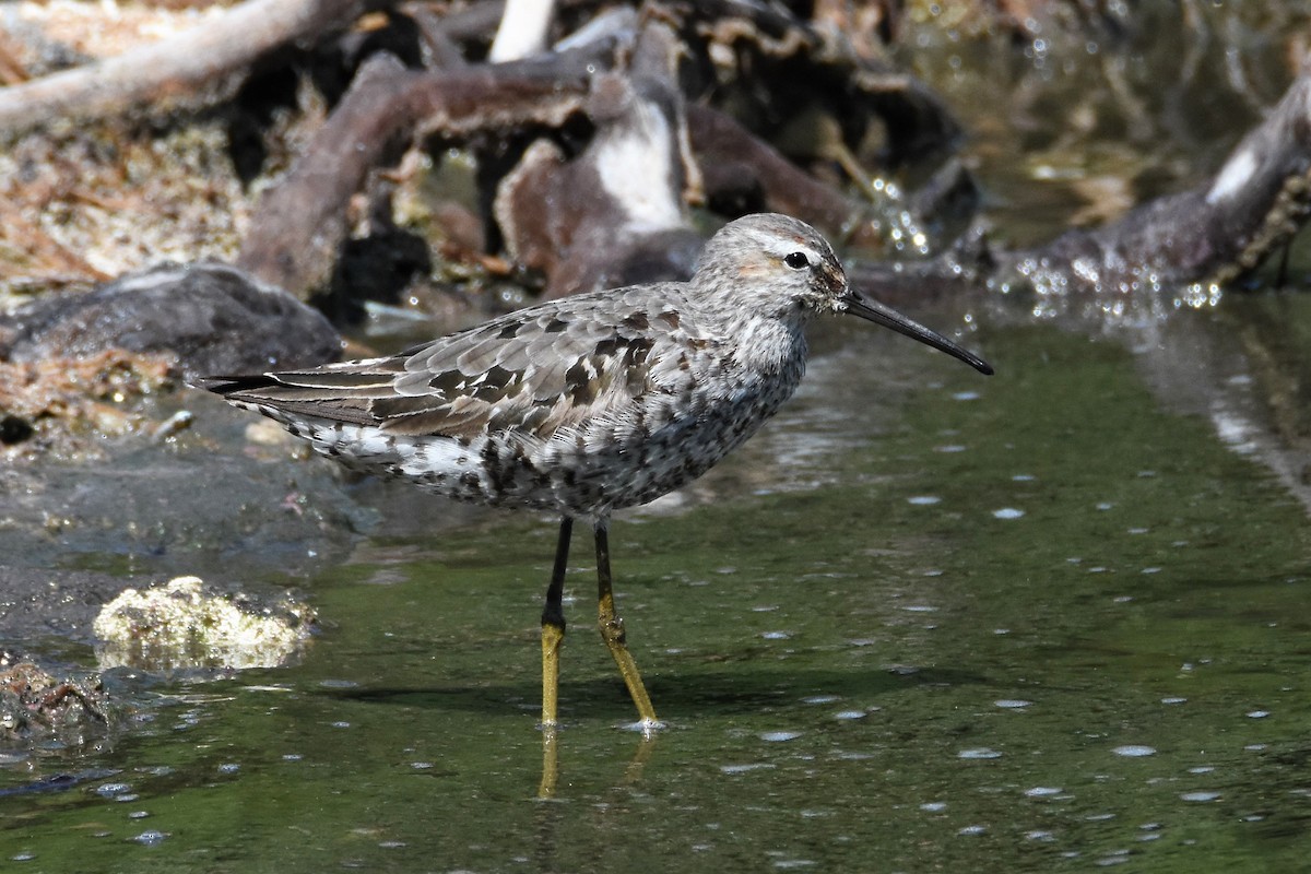 Stilt Sandpiper - ML66785181