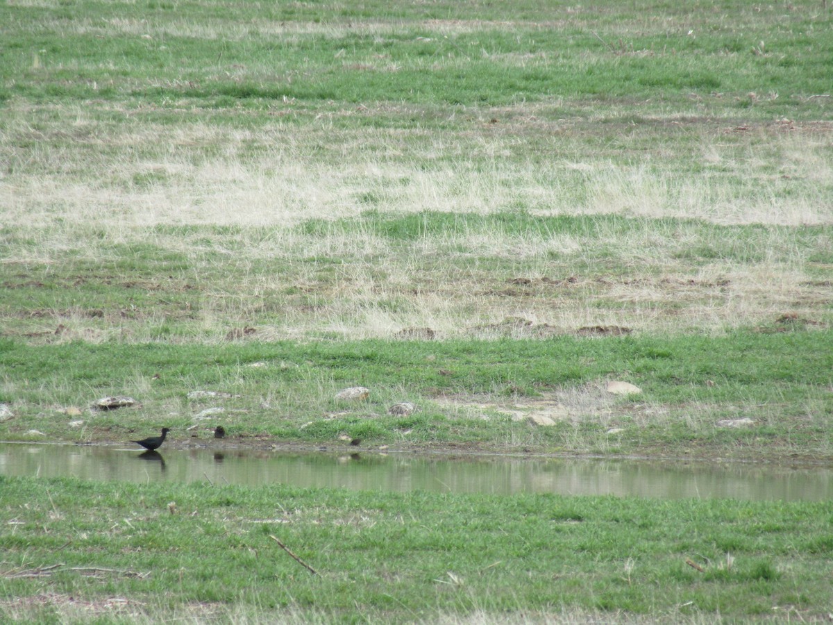 Black Stilt - ML66785281