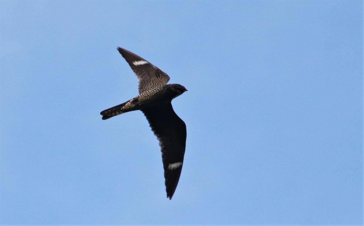 Common Nighthawk - Derek Stoner