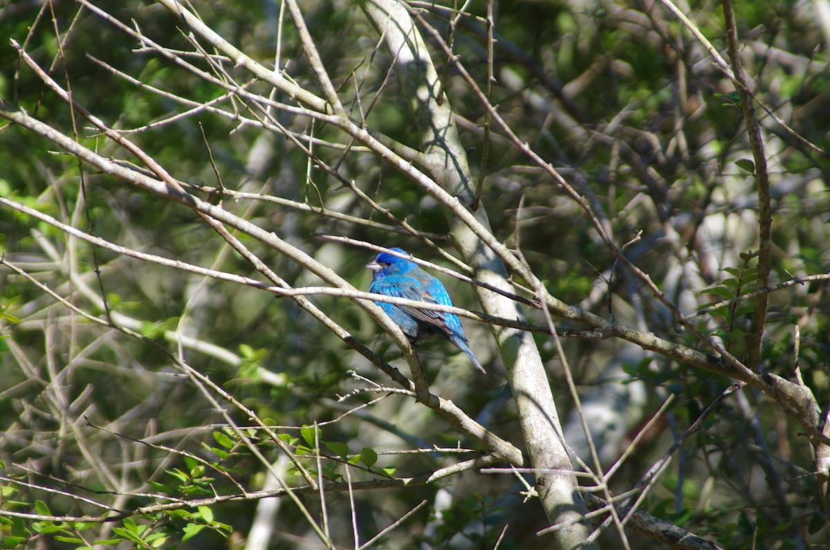 Indigo Bunting - Liam Desai