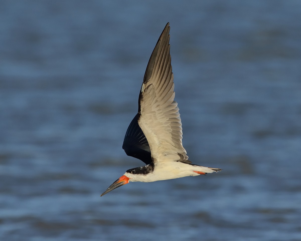 Black Skimmer - ML66786901