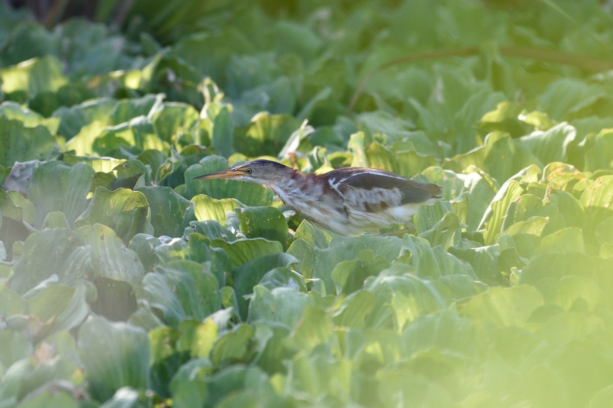 Least Bittern - ML66786951